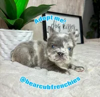 AKC fluffy big rope male, a male French Bulldog for sale in Bargersville, IN – Photo 6 of 6