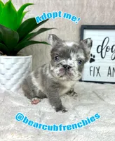 AKC fluffy big rope male, a male French Bulldog for sale in Bargersville, IN – Photo 4 of 6