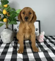 Gracie, a female Golden Retriever for sale in Bargersville, IN – Photo 1 of 5