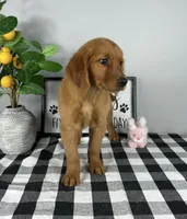 Gracie, a female Golden Retriever for sale in Bargersville, IN – Photo 3 of 5