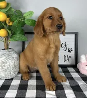 Gracie, a female Golden Retriever for sale in Bargersville, IN – Photo 4 of 5