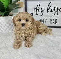 Cooper, a male Cavapoo for sale in Bargersville, IN – Photo 5 of 5