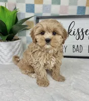 Cooper, a male Cavapoo for sale in Bargersville, IN – Photo 4 of 5