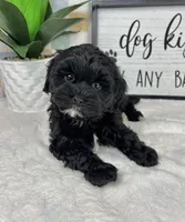 Callen, a male Cavapoo for sale in Bargersville, IN – Photo 1 of 5