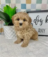 Cooper, a male Cavapoo for sale in Bargersville, IN – Photo 1 of 5