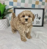 Cooper, a male Cavapoo for sale in Bargersville, IN – Photo 3 of 5