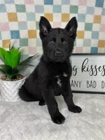 Greyson, a male German Shepherd Dog for sale in Bargersville, IN – Photo 2 of 6