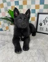 Greyson, a male German Shepherd Dog for sale in Bargersville, IN – Photo 3 of 6