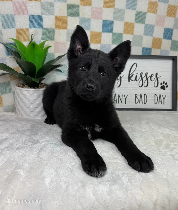 Greyson – German Shepherd Dog puppy for sale in Bargersville, IN