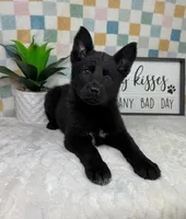 Greyson, a male German Shepherd Dog for sale in Bargersville, IN – Photo 1 of 6