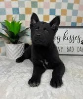 Greyson, a male German Shepherd Dog for sale in Bargersville, IN – Photo 5 of 6