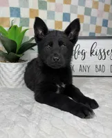 Greyson, a male German Shepherd Dog for sale in Bargersville, IN – Photo 6 of 6
