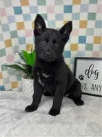 Greyson, a male German Shepherd Dog for sale in Bargersville, IN – Photo 4 of 6