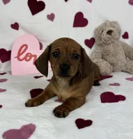 Freddie AKC, a male Miniature Dachshund for sale in Bargersville, IN – Photo 3 of 6