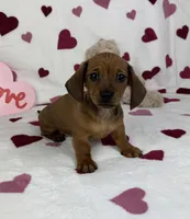 Freddie AKC, a male Miniature Dachshund for sale in Bargersville, IN – Photo 1 of 6