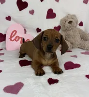 Freddie AKC, a male Miniature Dachshund for sale in Bargersville, IN – Photo 4 of 6