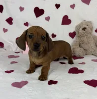 Freddie AKC, a male Miniature Dachshund for sale in Bargersville, IN – Photo 2 of 6