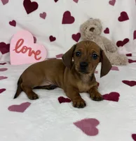 Freddie AKC, a male Miniature Dachshund for sale in Bargersville, IN – Photo 6 of 6