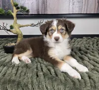 Shelby , a female Australian Shepherd for sale in Bargersville, IN – 4 of 5