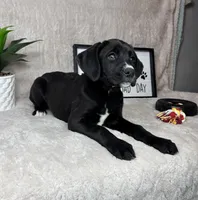 Belle, a female Boxer and Labrador Retriever for sale in Bargersville, IN – Photo 2 of 6