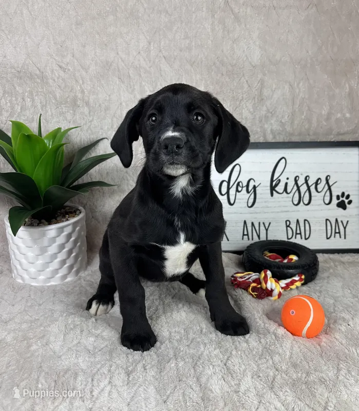 Belle – Boxer, Labrador Retriever puppy for sale in Bargersville, IN