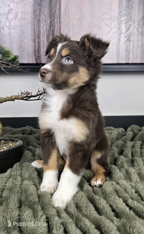 Sandy – Australian Shepherd puppy for sale in Bargersville, IN