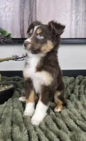 Sandy, a female Australian Shepherd for sale in Bargersville, IN – 1 of 5