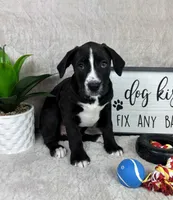 Sammy, a male Boxer and Labrador Retriever for sale in Bargersville, IN – Photo 4 of 6