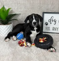 Sammy, a male Boxer and Labrador Retriever for sale in Bargersville, IN – Photo 5 of 6