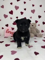 Cooper, a male German Shepherd Dog and Miniature American Shepherd for sale in Bargersville, IN – Photo 1 of 5