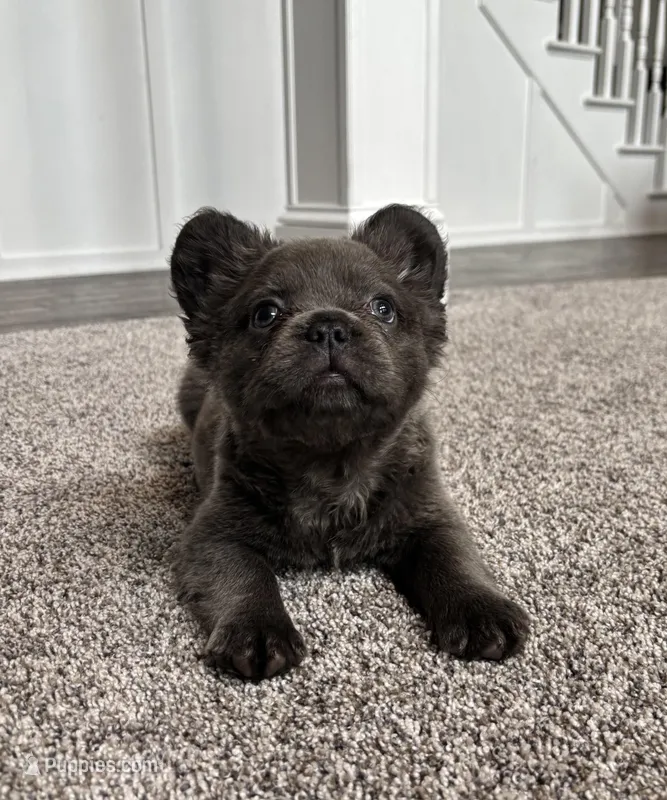 AKC fluffy blue male  – French Bulldog puppy for sale in Bargersville, IN