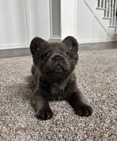 AKC fluffy blue male , a male French Bulldog for sale in Bargersville, IN – Photo 1 of 5