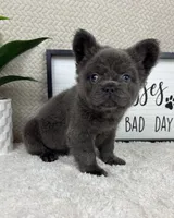 AKC fluffy blue male , a male French Bulldog for sale in Bargersville, IN – Photo 5 of 5