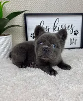 AKC fluffy blue male , a male French Bulldog for sale in Bargersville, IN – Photo 2 of 5