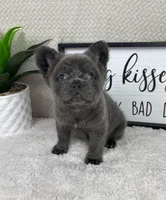 AKC fluffy blue male , a male French Bulldog for sale in Bargersville, IN – Photo 4 of 5