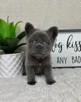 AKC fluffy blue male , a male French Bulldog for sale in Bargersville, IN – Photo 3 of 5