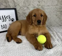 Ginger AKC, a female Golden Retriever for sale in Bargersville, IN – Photo 2 of 3
