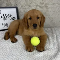 Ginger AKC, a female Golden Retriever for sale in Bargersville, IN – Photo 1 of 3