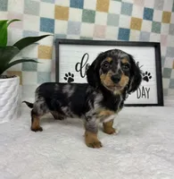 Drake AKC, a male Miniature Dachshund for sale in Bargersville, IN – Photo 5 of 7