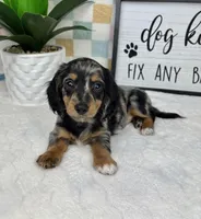 Drake AKC, a male Miniature Dachshund for sale in Bargersville, IN – Photo 3 of 7