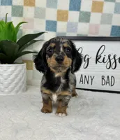 Drake AKC, a male Miniature Dachshund for sale in Bargersville, IN – Photo 4 of 7