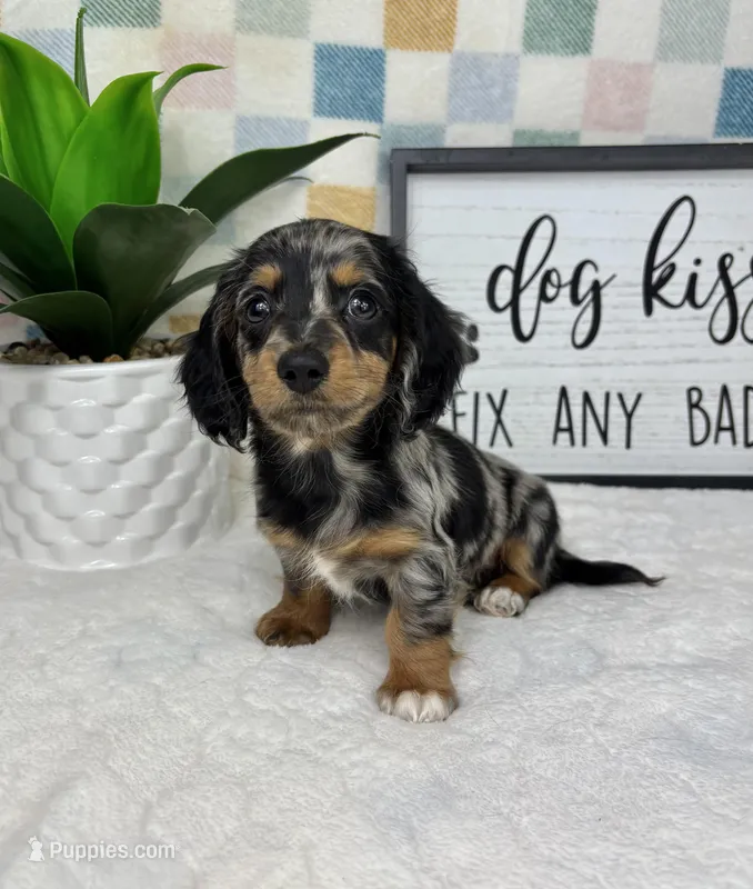 Drake AKC – Miniature Dachshund puppy for sale in Bargersville, IN