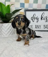 Drake AKC, a male Miniature Dachshund for sale in Bargersville, IN – Photo 1 of 7