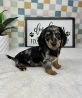 Drake AKC, a male Miniature Dachshund for sale in Bargersville, IN – Photo 7 of 7