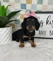 Daphne AKC, a female Miniature Dachshund for sale in Bargersville, IN – Photo 3 of 7