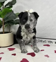 Mable, a female Australian Cattle Dog and Miniature American Shepherd for sale in Bargersville, IN – Photo 2 of 6