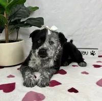 Mable, a female Australian Cattle Dog and Miniature American Shepherd for sale in Bargersville, IN – Photo 3 of 6