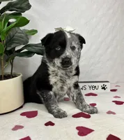 Mable, a female Australian Cattle Dog and Miniature American Shepherd for sale in Bargersville, IN – Photo 6 of 6