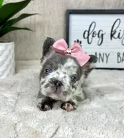 AKC big rope fluffy Merle female, a female French Bulldog for sale in Bargersville, IN – Photo 5 of 9