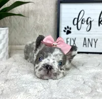AKC big rope fluffy Merle female, a female French Bulldog for sale in Bargersville, IN – Photo 4 of 9